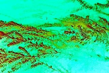 N 153C